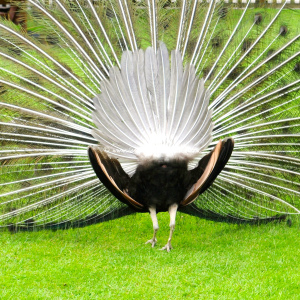 Ricotta vanilla sponge © www.ice-cream-magazine.com